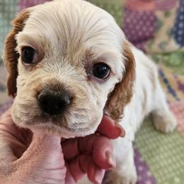 Boy 3 - Red roan male Cocker Spaniel puppy in New Riegel, Ohio from Riegelz Cockers
