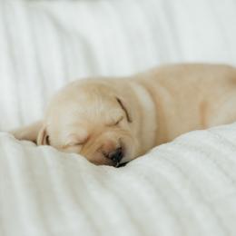 Yellow Boy - Yellow male Labrador Retriever puppy in Southington, Ohio from Ridgemere Retrievers