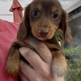LILY MAE (hot pink) - Chocolate and tan female Dachshund puppy in Vero Beach, Florida from Joseph’s Dachshunds