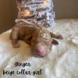 Ginger - Red  female Goldendoodle puppy in Taylorsville, North Carolina from Doggone Dixie Doodles