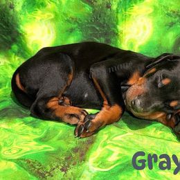 Gray - Black and rust male Doberman Pinscher puppy in Louisville, Kentucky from Ruiz Dobermans
