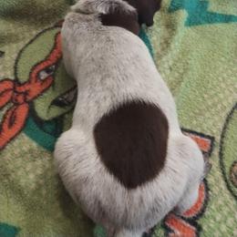 Yellow - Liver roan female German Shorthaired Pointer puppy in Marble, Florida from Dancin' German Shorthaired Pointer's