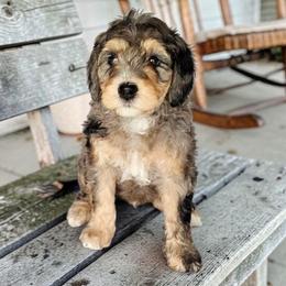 Comet - Blue merle male Bernedoodle puppy in Glenford, Ohio from Mi-De Doodles