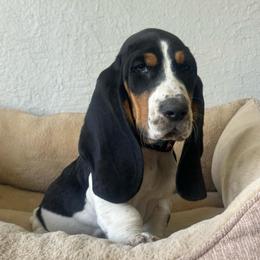 Roly-poly - Black brown and white male Basset Hound puppy in Logan, Utah from Cache Valley Bassets