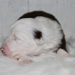 Cinnamonroll-1500 - Red tri-color male Australian Shepherd puppy in Star City, Arkansas from Circle P Farm Australian Shepherds