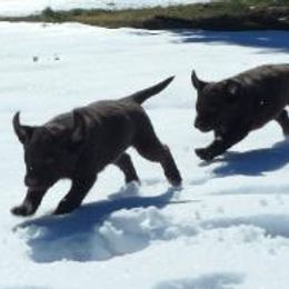 Labrador Retriever Puppies from Cedar Ranch Labrador Retrievers