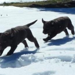 Labrador Retriever Puppies from Cedar Ranch Labrador Retrievers