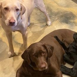 Labrador Retrievers from Steele's Lone Oak Labradors
