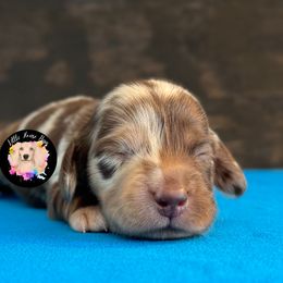 Leo Leopard - Dapple male Dachshund puppy in Dothan, Alabama from Little House Pups