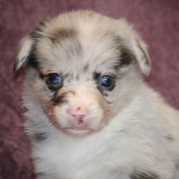 Bluie Merle - Blue merle and white female American Corgi puppy in Clovis, New Mexico from Sweet & Salty Cowdogs