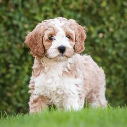 Australian Labradoodle Puppies from Hunterberry Hill Labradoodles