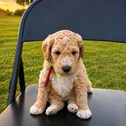 Chrys (Chrysanthemum) - Apricot male Goldendoodle puppy in Camden, North Carolina from Oopsie Doodles of NC