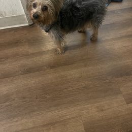 Yorkshire Terrier Puppies from Christ Like Pups