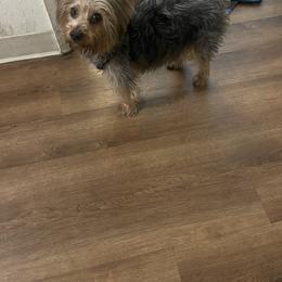 Yorkshire Terrier Puppies from Christ Like Pups
