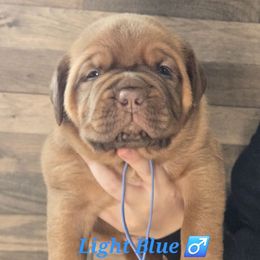 Light Blue - Mahogany male Dogue de Bordeaux puppy in Michigan from Boondocks Bordeaux
