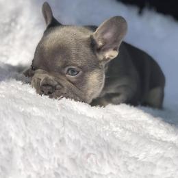French Bulldog Puppies from Caring Hearts Kennel