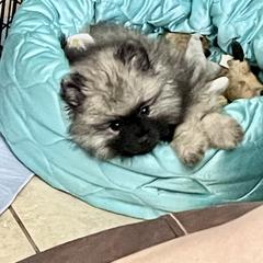 Keeshond Puppies from StarStruck Keeshonden
