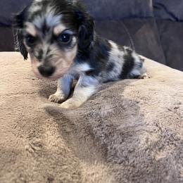 Dachshund Puppies from Low Rider Ridge Mini Doxies