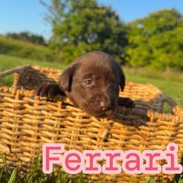Ferrari - Chocolate female Labrador Retriever puppy in Lucasville, Ohio from Backwoods Labradors