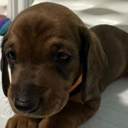Dachshunds from Invicta Hounds