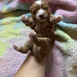 Merry - Apricot female Cavapoo puppy in Gainesville, Florida from Alyssa Xxweetdoodles