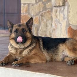 Beti - German Shepherd