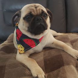 Willow - Pug