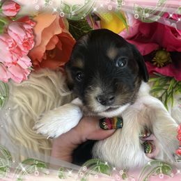 Girl 2 - Dachshund puppy in Missoula, Montana from Rocky Mountain Dachshunds