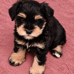 Talla - Black and silver female Miniature Schnauzer puppy in Daisetta, Texas from Winfree’s Schnauzers