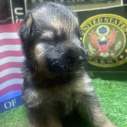 Boy 2 Navy Blue Collar - Black and tan male German Shepherd puppy in Joshua, Texas from American Viking GSD Ranch