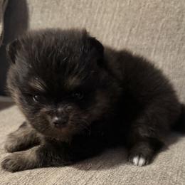 Elfie - Black and tan male Pomeranian puppy in Orange Grove, Texas from Davis Poms