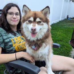 Cocoa - Pomsky