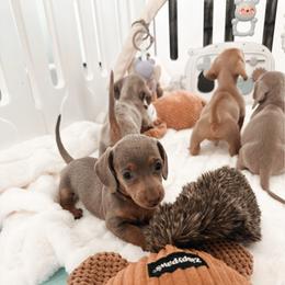 Callie - Fawn (isabella) and tan female Dachshund puppy in San Diego, California from Enchanted little dachshunds
