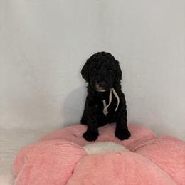 Rose - Parti female Poodle puppy in Longview, Washington from Evergreen Miniature Poodles