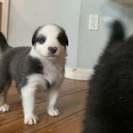 Australian Shepherd Puppies from Sunshine State Australian Shepherds