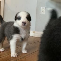 Australian Shepherd Puppies from Sunshine State Australian Shepherds