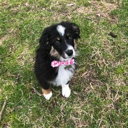 Miniature Australian Shepherd and Toy Australian Shepherd All Grown Up from 2Lazy2P Mini Aussies
