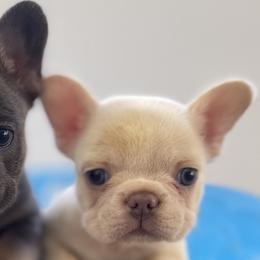 French Bulldogs from IB Kennels