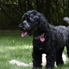 Australian Cobberdogs from MountainAyres Australian Cobberdogs