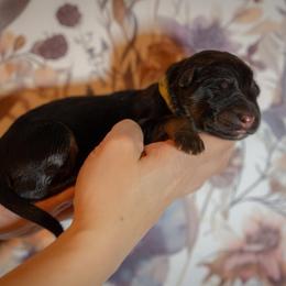 Magma - Black and red male German Shepherd puppy in Windsor, South Carolina from Sinister Shepherds