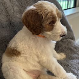 Girl 4 - Goldendoodle puppy in Landis, North Carolina from Shelbys Doodle Farm