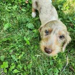 Butter - Chocolate and tan male Dachshund puppy in Dayton, Ohio from LUXEYPUPS