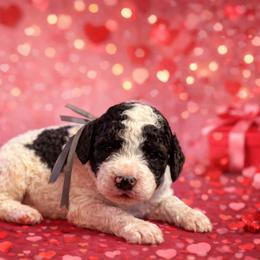 Gray boy - Black and white male Sheepadoodle puppy in Inman, South Carolina from Mossy Doodles LLC