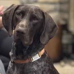 Ravin - German Shorthaired Pointer