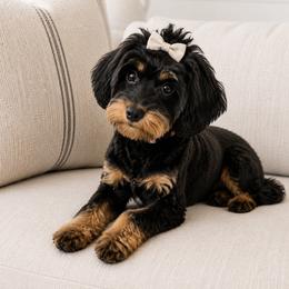 Cavapoo All Grown Up from Lesley Payne