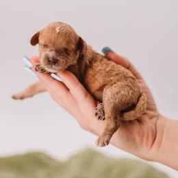 Light Pink - Apricot female Cavapoo puppy in Mckinney, Texas from Doodles of North Tx