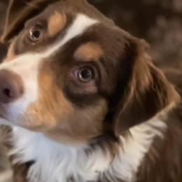 Trinity - Miniature Australian Shepherd puppy from Natural Life Ranch