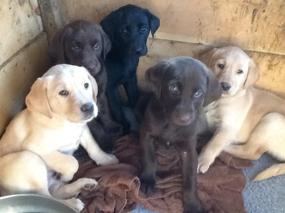 Delaware River Labradors in New York | Labrador Retriever puppies ...