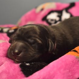 Dilute Retriever Puppies from Wicked Pines Retrievers