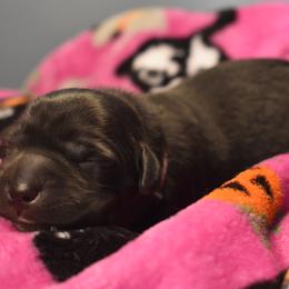 Dilute Retriever Puppies from Wicked Pines Retrievers